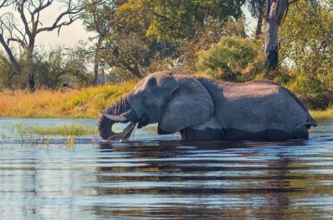 Elephant se baignant dans l'Okavango