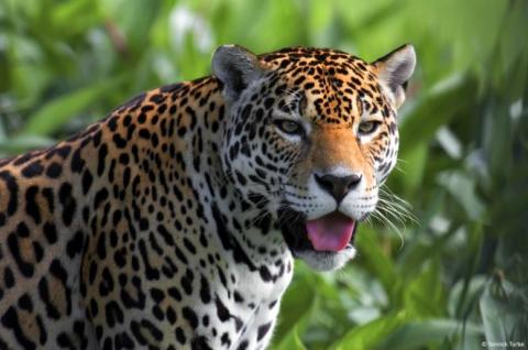 Léopard en Amazonie