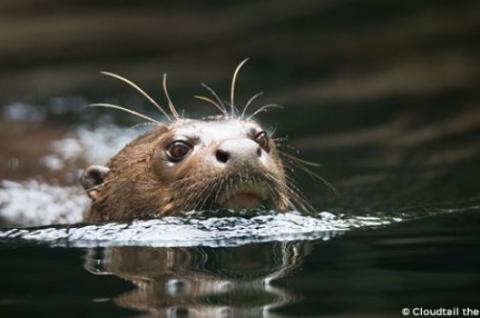 Loutre