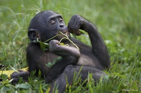 Jeune bonobo