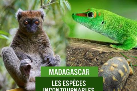 Les espèces de Madagascar