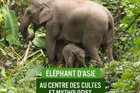 éléphants en Asie