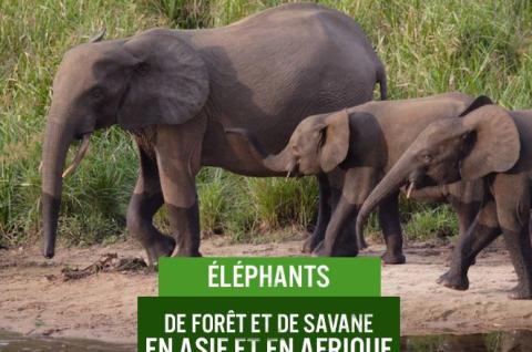 Elephants d'Afrique et d'Asie