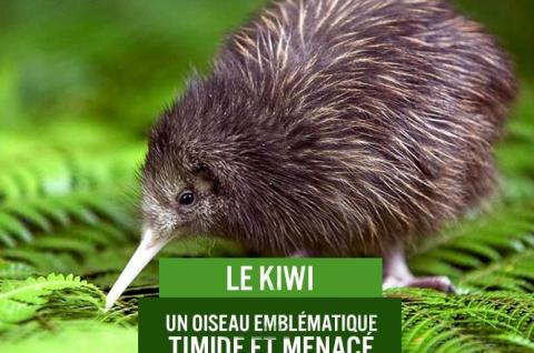 Le kiwi de Nouvelle-Zélande