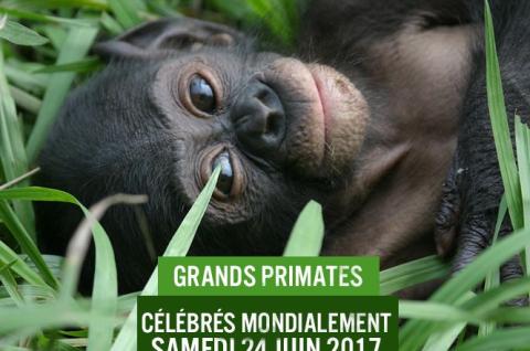 Journée mondiale des grands primates