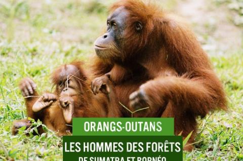 Orang outan et son petit