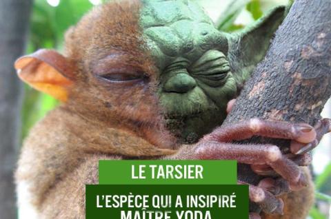 Le Tarsier, l'animal qui a inspiré Yoda