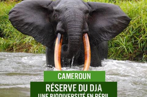 Elephant au Cameroun