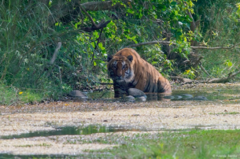 Tigre à Bardia, Népal