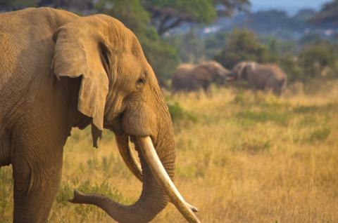 Elephant Amboseli