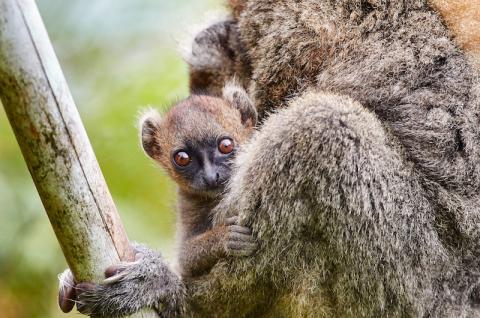 Hapalémurs à Madagascar