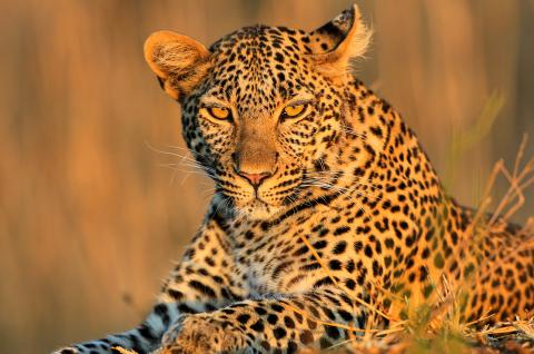 Guépard au soleil couchant au Kenya