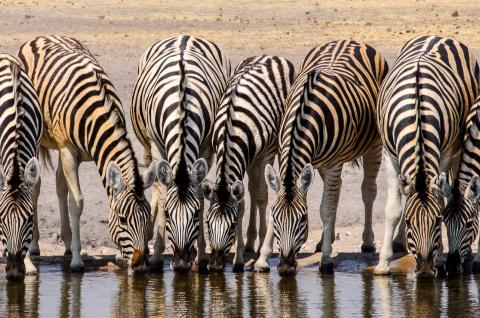 Observation de zèbres s'abreuvant au Kenya