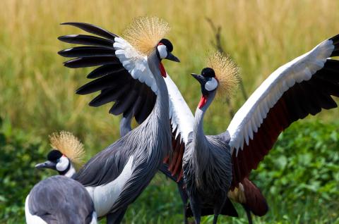 Grues couronnées au Kenya