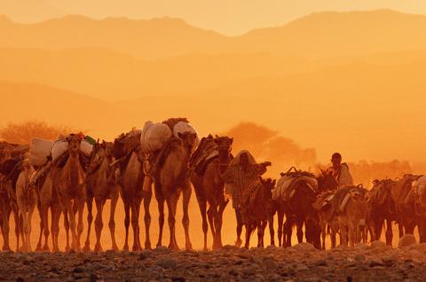 Troupeau de chameaux dans le crépuscule en Éthiopie