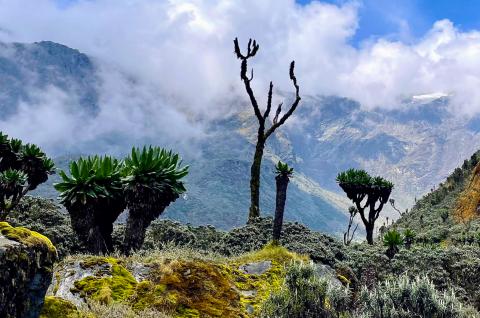 Ascension des Rwenzori vers le camp 4