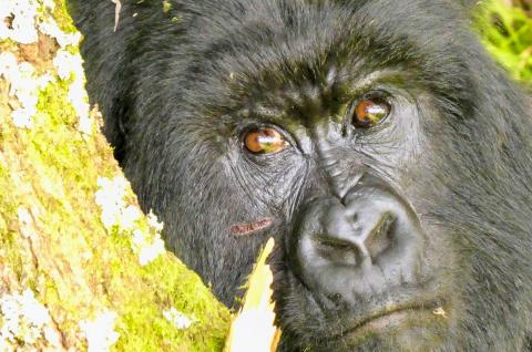 Gorille des montagnes de Bwindi