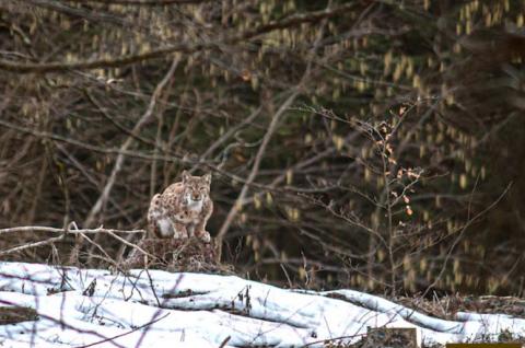 Lynx