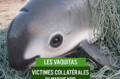 Vaquitas