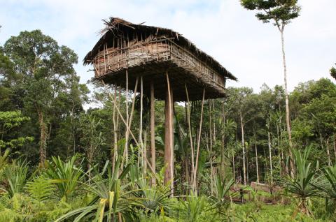 Maison perchée dans la forêt marécageuse du sud de la Papouasie
