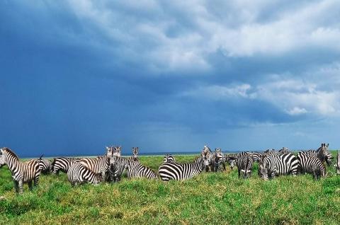 Zèbres Tanzanie
