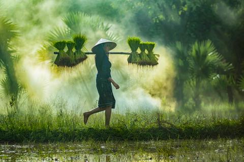 Femme Thaï dans une rizière