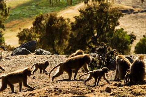 Trekking avec les babouins Gelada du Simiens en Abyssinie