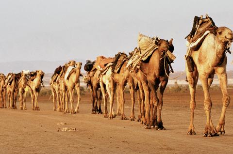 Randonnée avec une caravane chamelière dns le Dallol au Danakil