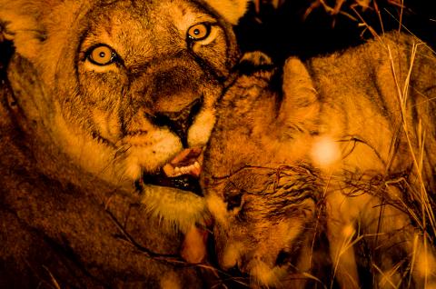 Aventure avec une lionne et son lionceau en Afrique australe