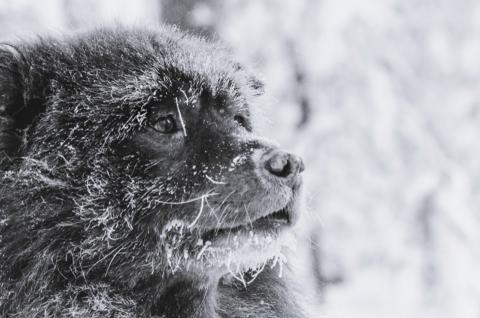 Chien de Taïmyr en Finlande Trekking en traineau et chien de Taïmyr à Inari