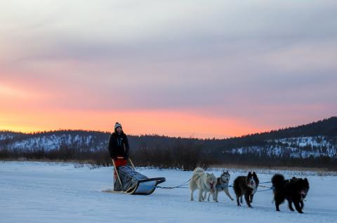 Trekking et raid en traineau à chiens en Laponie