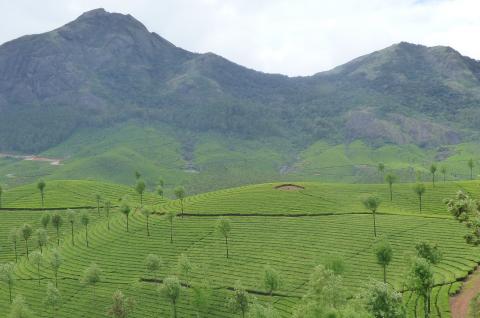 Randonnée à travers les plantations de thé du Kerala dans la région de Munnar