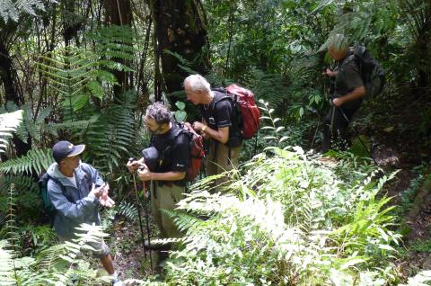 Trekking à travers la jungle du parc Gunung Leuser au nord de Sumatra