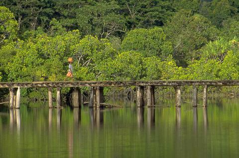 Trek sur le pont d'Antanambé dans les forêts tropicles de la côte nord est