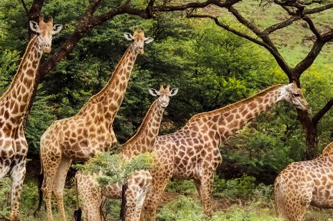 Marche vers les troupeaux de girafes en Afrique