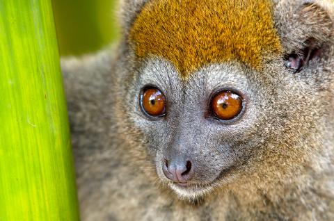 Hapalemur griseus de Madagascar Observation de l'Hapalemur griseus dans les forêts pluviales de l'Est
