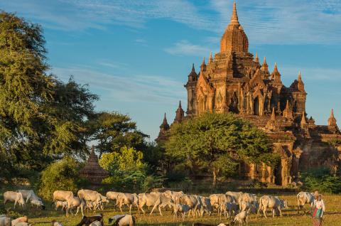 Immersion dans la vie autour des temples de Bagan en Birmanie Centrale