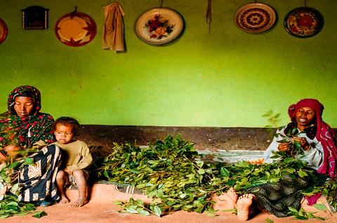 Visite d'une maison harari pendant que des femmes préparent le khat à Harar