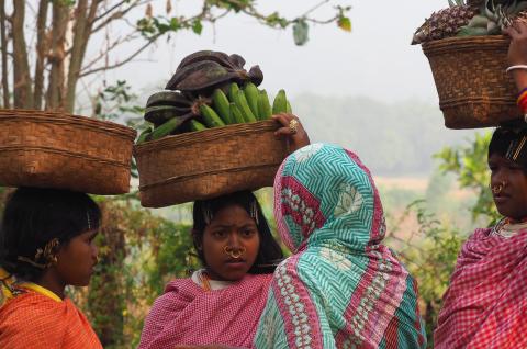 Randonnée avec des villageoises dongria kondh vers un marché de l'Orissa