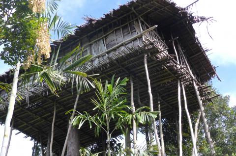 Randonnée vers une maison perchée des Korowai à travers la forêt