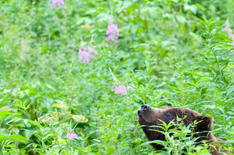 Grizzly en Alaska aux États-Unis Voyage découverte des ours en Alaska aux États-Unis