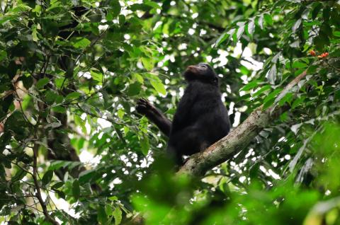 Bonobo sur le projet de Mbou Mon Tour en RD Congo