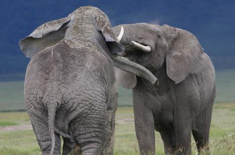 Querelle de mâles éléphants (Loxodonta africana) au Ngorongoro en Tanzanie