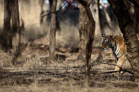 Tigre en sous bois en Inde