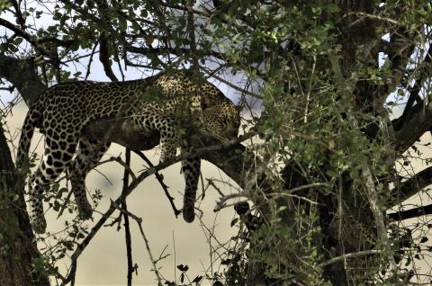 Léopard au repos dans un arbre en Ouganda