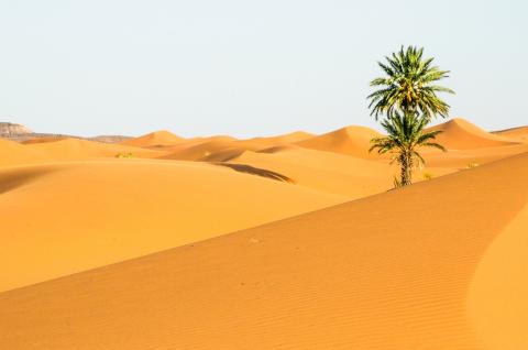 Trek sur des dunes et palmier  dans la vallée du Drâa