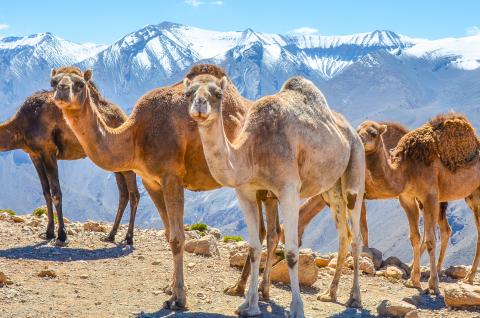 Trek avec des chameaux en altitude dans le Haut-Atlas