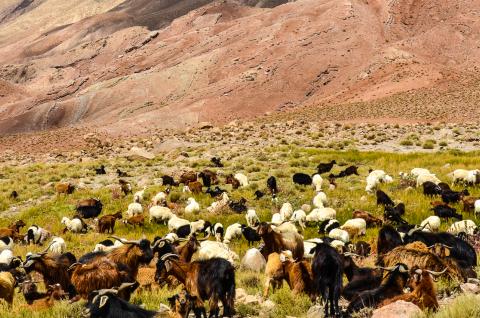 Randonnée avec des brebis le long de pitons rocheux dans le Haut-Atlas central