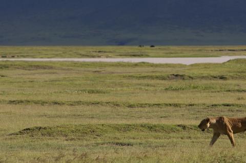 Lionne dans le cratère du Ngotongoro, en Tanzanie