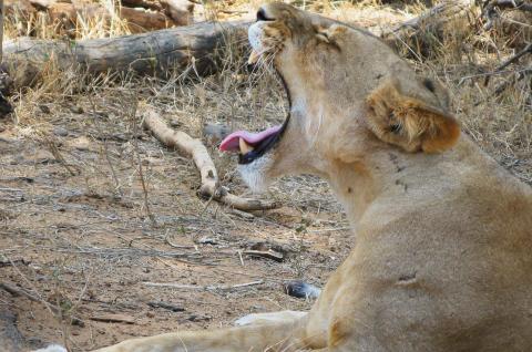 Voyage et Lion en pays Samburu au Kenya